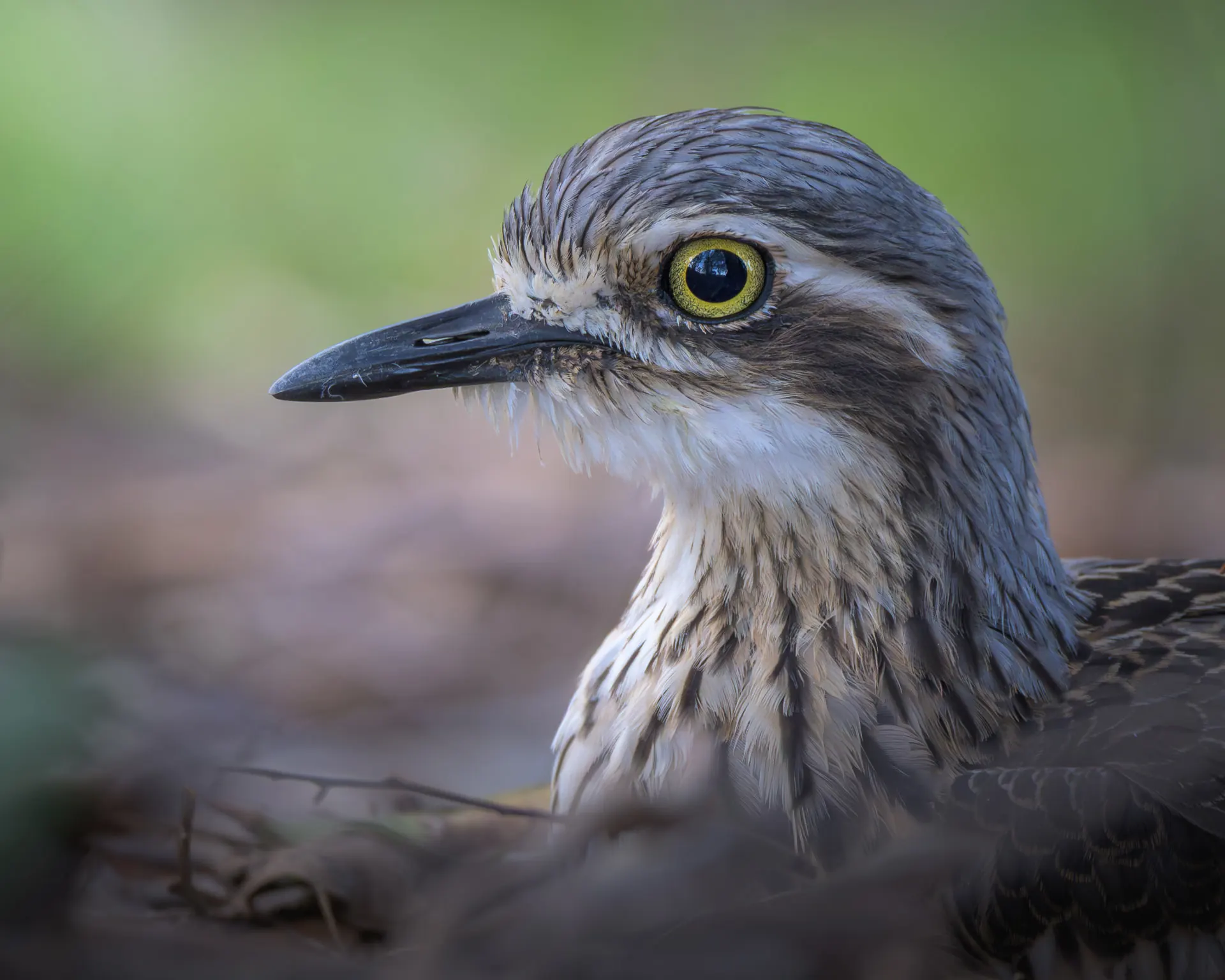 Close-up portrait of a bush stone-curlew
