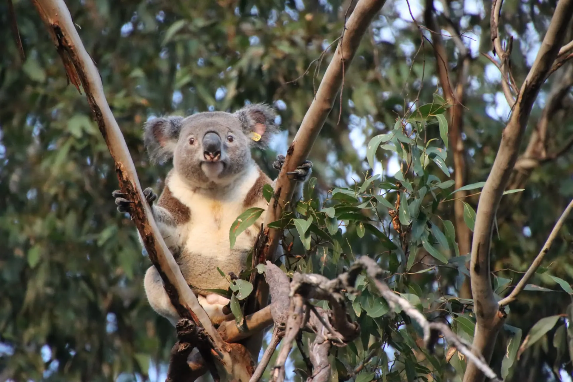 A tagged koala resting in a eucalyptus tree in South-East Queensland