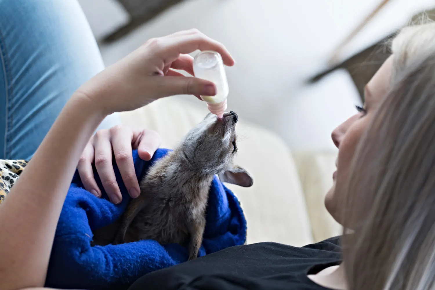 A carer bottle-feeding an orphaned brushtail possum wrapped in a blanket