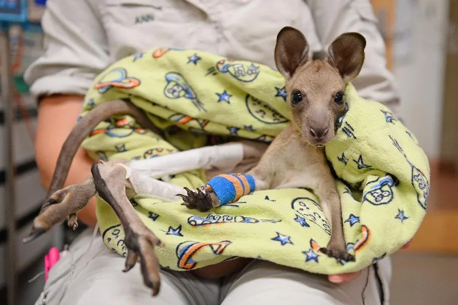 An injured kangaroo joey with a bandaged leg wrapped in a blanket in care
